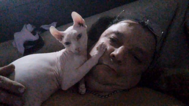 Кошки. Наглость не знает границ.