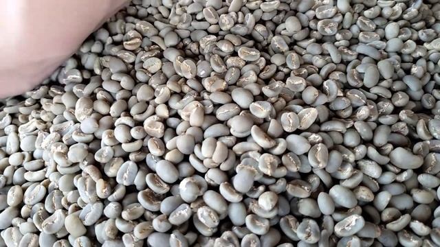 GREENBEAN KOPI LUWAK LIAR ARABICA LIWA | SEBELUM DISORTIR BERSIH | DUTA LUWAK COFFEE INDONESIA