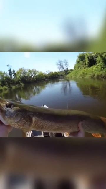 Duck Lure vs Monster Pike | NDYakAngler