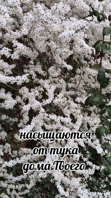 Покой в Боге