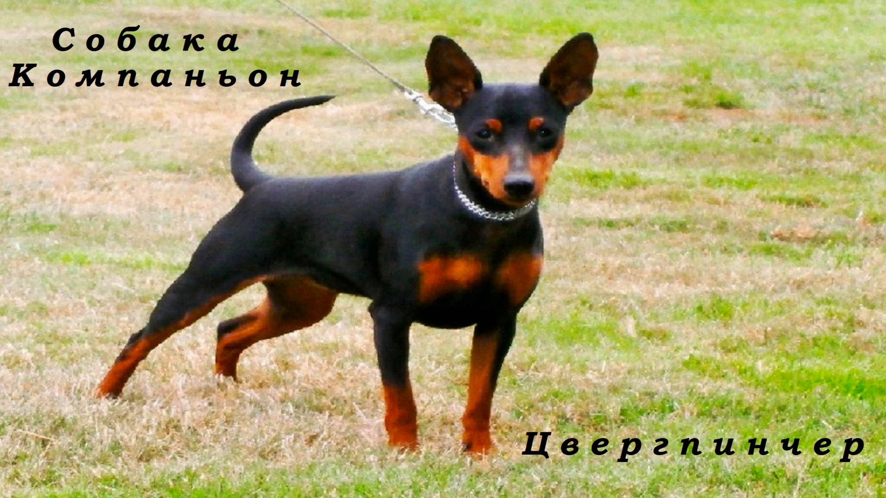 #Цвергпинчер #Фокс фильм 1 Знакомство