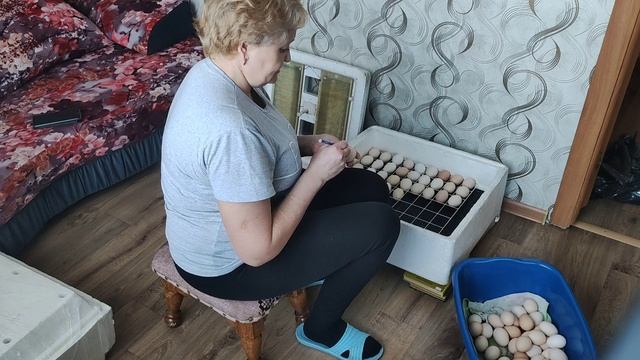 Начался инкубационный сезон.
