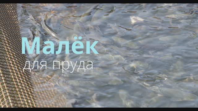 Продажа малька белого амура, толстолобика и карпа. Дмитровский р-н, д.Прудцы. т.8-903-619-15-42.