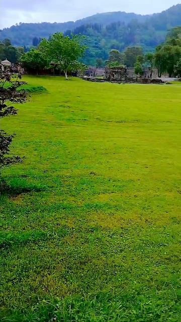 Красота весенних роз