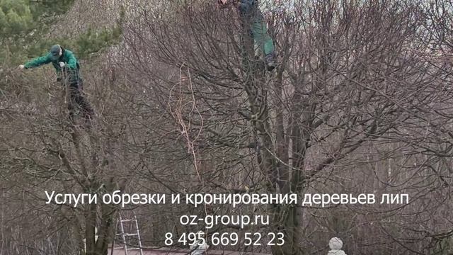 Услуги обрезки и кронирования деревьев липы в Москве и области. Выезд агрономов. Звоните сейчас!