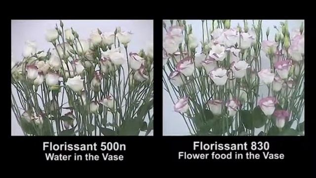 Florissant treatment 830 on Lisianthus zoom