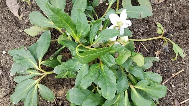 🌸🌼Новосел на моей даче, морозник черный🍀🌸
