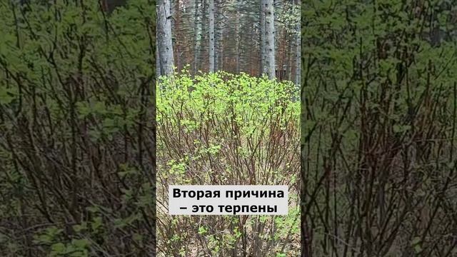 почему в лесу пахнет свежестью