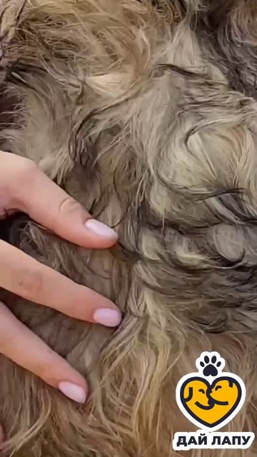 Наша подопечная Снежинка ищет любящих хозяев 🥰