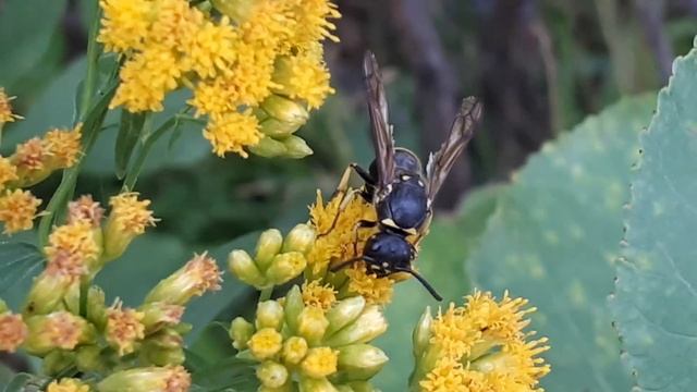 Ancistrocerus antilope et thomise  3