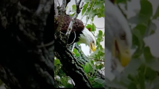 Белоголовые ОРЛАНЫ😮😯😳