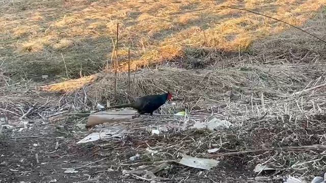 Убежал Румынский фазан.И ходит бродит вместе с карями и цесарками.