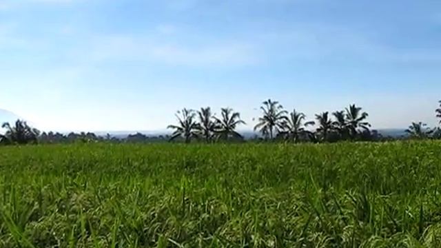 the pulse of Bali ricefields close to Batukaru