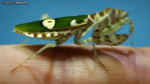 Colorful Flower Mantis (C. gemmatus) [Inferion7]