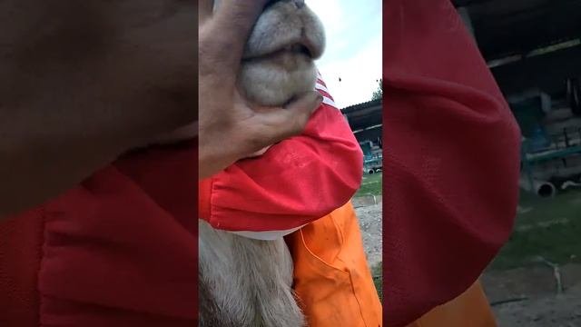 Арашан кочкор внук 80 того