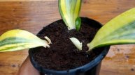 How to grow snake plant using banana