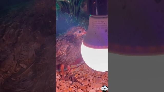 Венценосная куропатка (Rollulus roulroul)