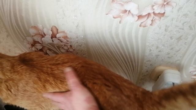 Мой рыжий котик приветствует вас на новом канале...