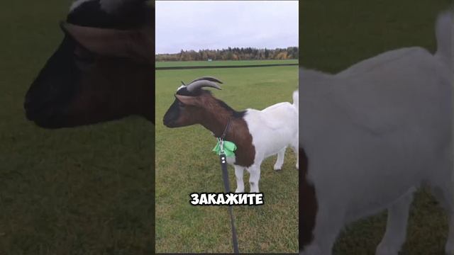 Козочки и овечки на съемку. Звоните и заказывайте на шоу и съемку:
8(965)380-13-11 Москва