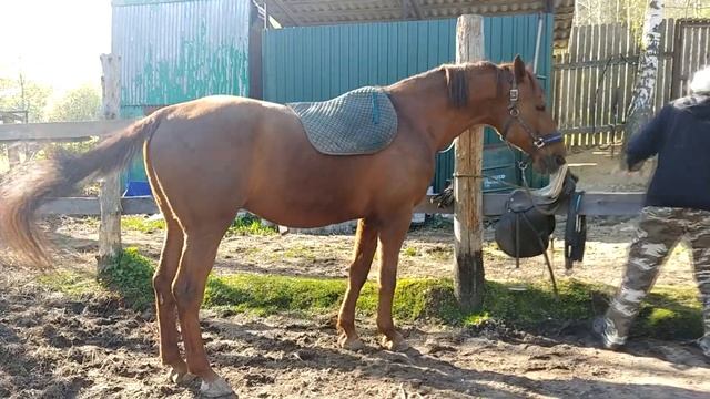 Седлаем коня. Верхом на лошади