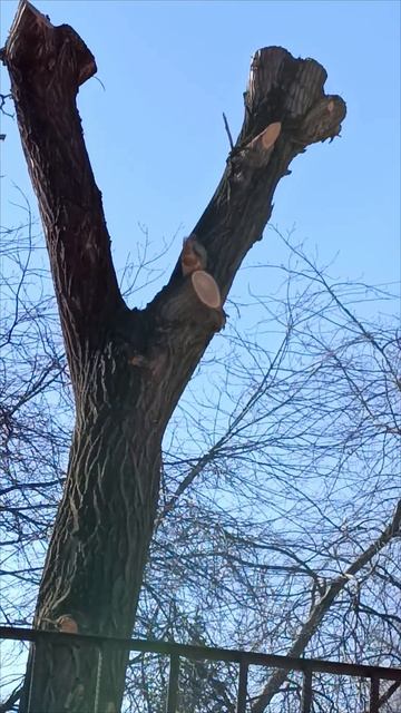 01.04 2025г. Омские белочки