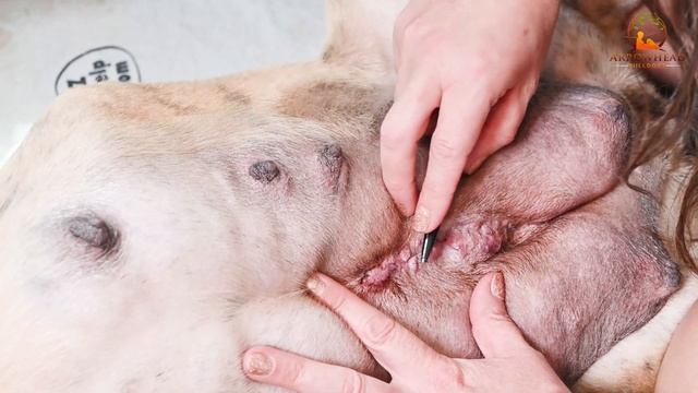 Removing stitches from your dog and aftercare - C-Section aftercare