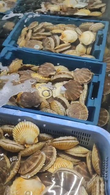 гребешок живой