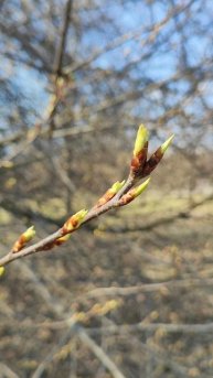 Пришел апрель. Природа пробуждается. Первые почки