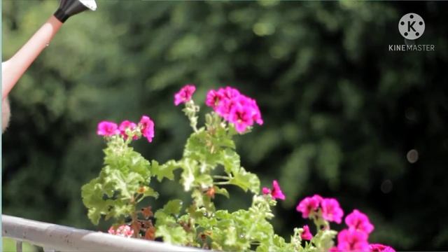 FLOWERS CAN DANCE!!! Amazing nature/ Beautiful blooming flower time lapse videos prakratik sundarta
