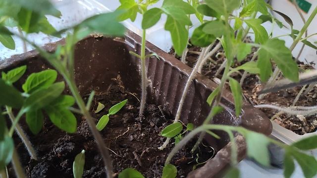 Здоровая,Короткая и Толстая рассада без света и подкормки 👍🤩