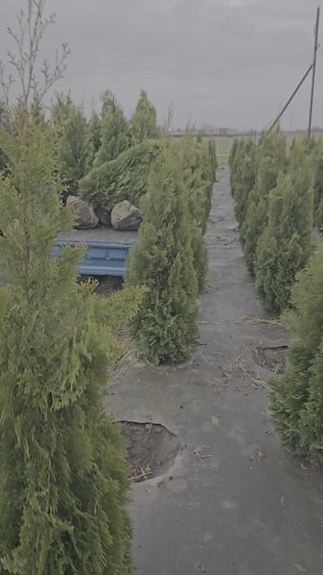 ТУИ СМАРАГД