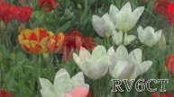 Весенние цветы Кубани