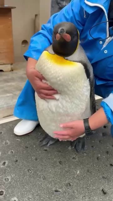 Обнимаем пингвина
