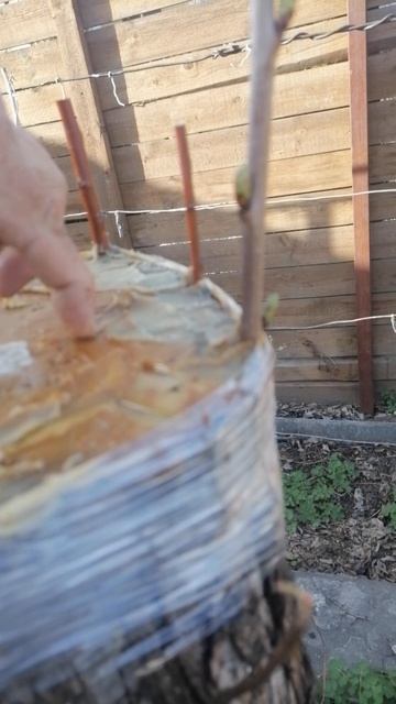Прививка на пень груши яблрни и груши нового сорта