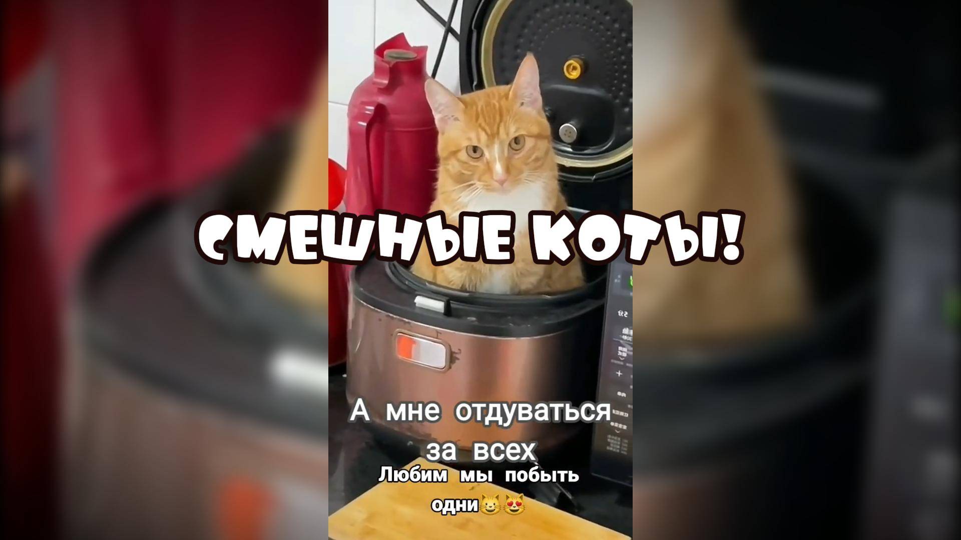 Любим мы побыть одни #смешныекоты
