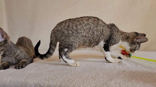 1000234730.mp4