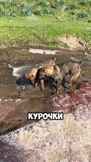 Водопады Таваксая и три собаки #таваксай #водопадытаваксая #trekkingclubuzbekistan