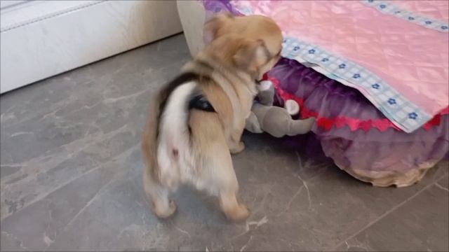 #чаг#минимопс#чмопс#мопчи#дизайнерские_собачки Продам