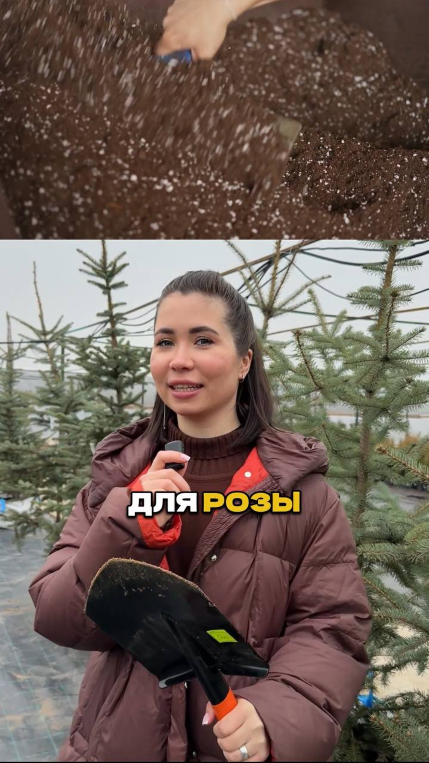 Розы Почернели? Вот Что Делать!