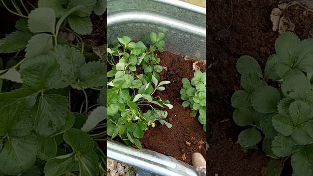 URBAN GARDEN UPDATE