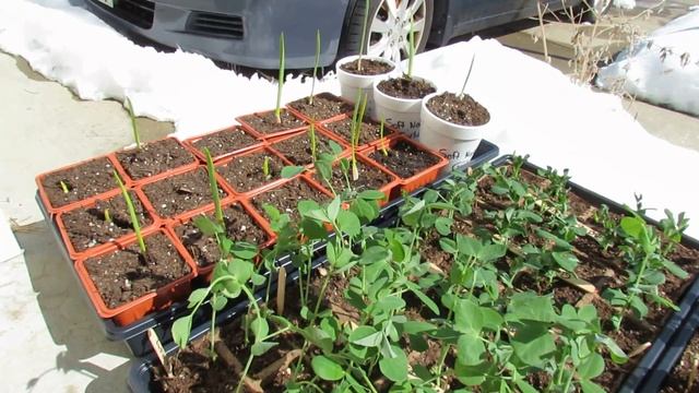 Principles of Hardening Off/Acclimating Peas to the Outdoors: A Must! -TRG 2015
