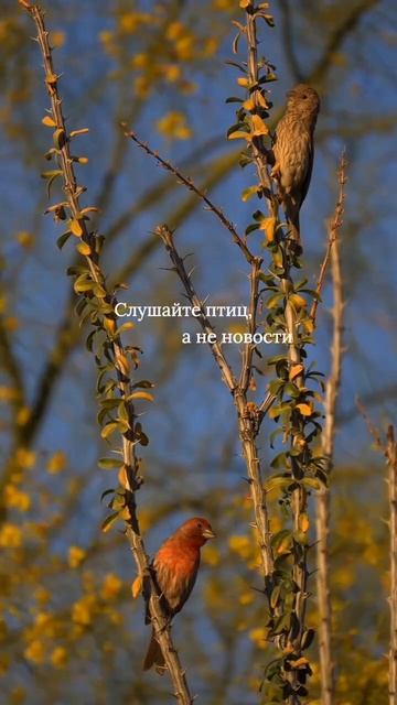 Слушайте птиц