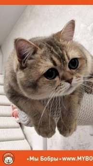 Сделайте вашу кошку счастливой