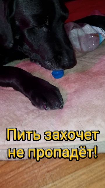 Самая умная собака