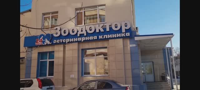 Опухоль на веке у собаки. Цены ветклиники в Екатеринбурге