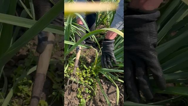 Первое видео