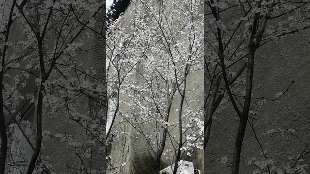 Весенняя красота