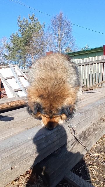 Солнце ☀️⛅ Весна и пёс