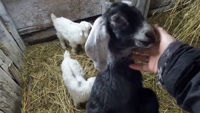 Сезон заготовки дров открыт. Козлики растут. Дела деревенские