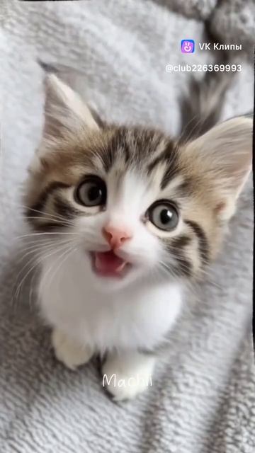 милый котик 😻😻😻😻😄
